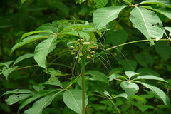 Tacca leontopetaloides